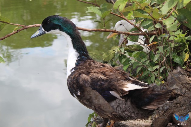 Duck at La Yerbabuena's Lake.