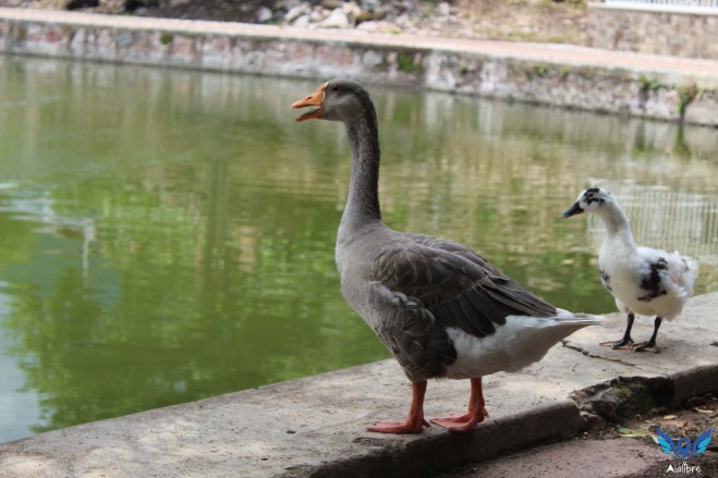 Ducks at La Yerbabuena's Lake.