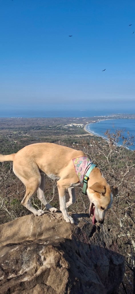 Rumba the Dog at the top.